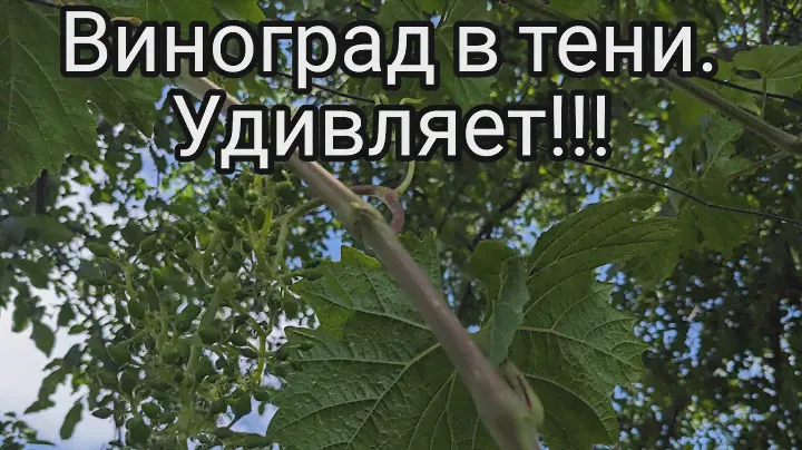 Не ожидал такого результата 🤔 #виноград#формировка#арка#тень#