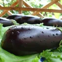 Рассада баклажана Альбатрос