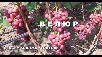 Виноград Велюр. Плодоношение привитого куста и саженцев второго года развития