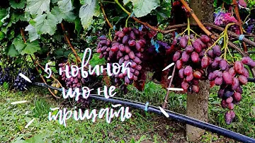 Центуріон, Памяті Броніслава, Смак дитинства, Альбатрос, Конон