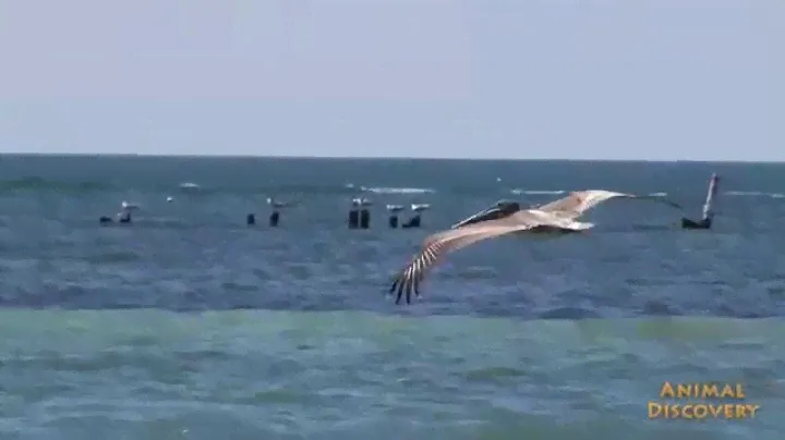 Альбатрос - Great albatross