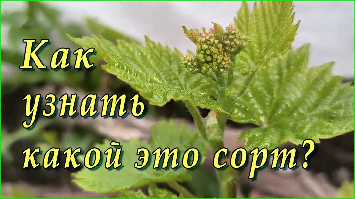 Как по листьям отличить сорт винограда.